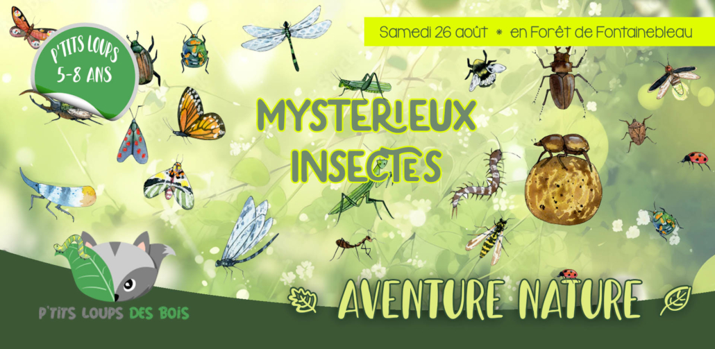 Bandeau_Mysterieux Insectes copie